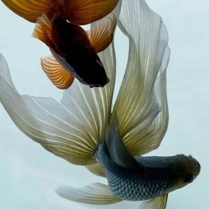 Meet your Posher, Whitney